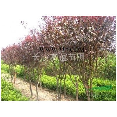 供應(yīng)紅楓，湖南紅楓價(jià)格，紅楓工程用苗