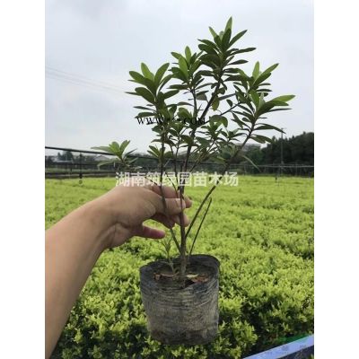 供應大小紅楓，三季紅紅楓，原生大紅楓，嫁接紅楓，新鮮紅楓價格