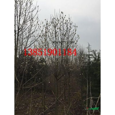 紫薇，8公分紫薇，10公分紅花紫薇，12老紫薇