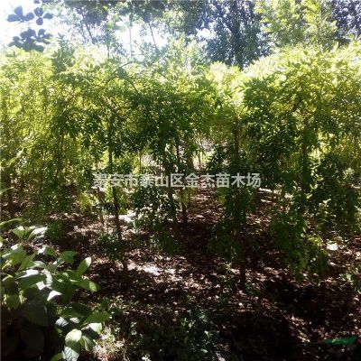 供應皂角，五角楓，三角楓，元寶楓，馬褂木，苦楝，杜仲，紫荊