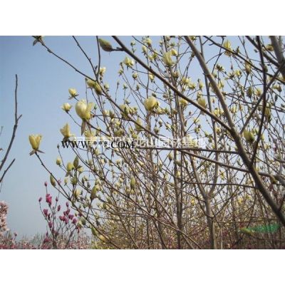 紅葉李 紅葉李價格 紅葉李基地 河南紅葉李 南陽紅葉李