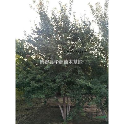 河北保定欒樹
