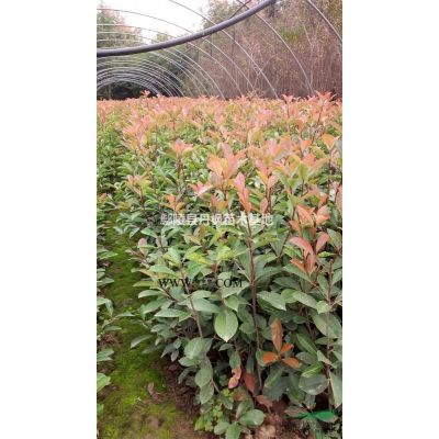 大量供應紅葉李，紫葉李