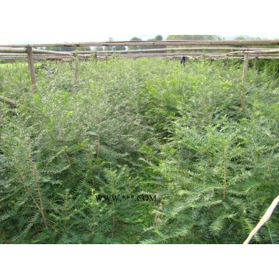 大量低價供應各規格紫薇、廣玉蘭、紅葉李等苗木