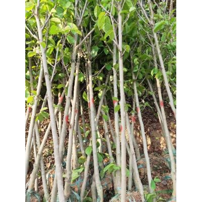 常年供應(yīng)安徽欒樹(shù)，紅葉李，紫薇，香樟，金桂，大葉女貞，海桐球