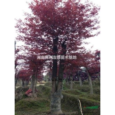 湖南優(yōu)質(zhì)紅葉李培育基地、紅葉李小苗、2-16公分紅葉李大樹