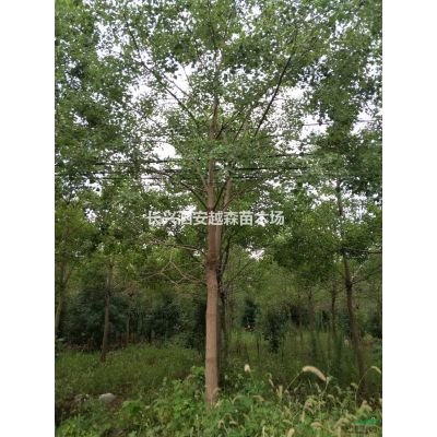 浙江湖州低價處理12-20公分優(yōu)質(zhì)無患子