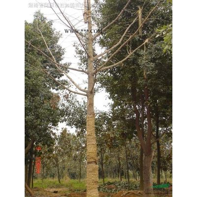 櫻花 瀏陽市澤云苗木種植專業(yè)合作社 咨詢櫻花價(jià)格聯(lián)系我