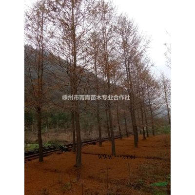 三季紅紅楓/三季紅紅楓報價/三季紅紅楓圖片
