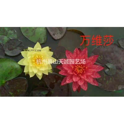 紫薇、速生紫薇、老紫薇、紅火箭紫薇、紅火球紫薇、天鵝絨紫大量