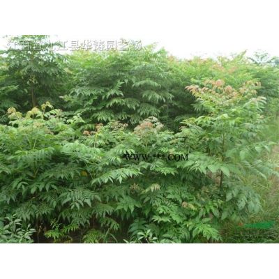 江西1-6公分紫薇，優質一年紫薇小苗，一米紫薇小苗基地