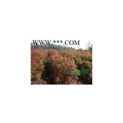 江西紅楓｜3公分紅楓｜6公分紅楓