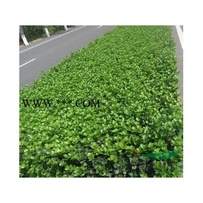 紫薇河北紫薇，*便宜的紫薇，質(zhì)量*好紫薇