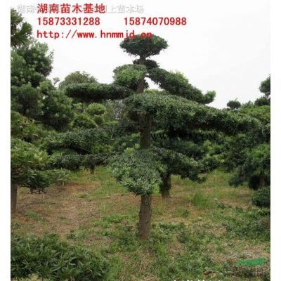 湖南野生欒樹-湖南全冠欒-全冠欒樹