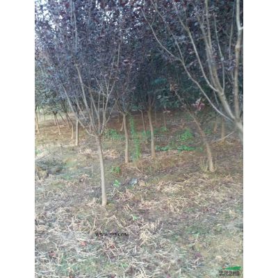 紅葉李苗批發(fā)/山東紅葉李苗批發(fā)/特價(jià)批發(fā)山東紅葉李苗