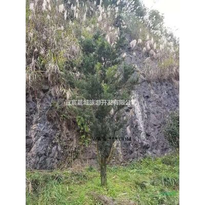 大量供應山茶花、茶梅、櫻花、桂花、紫薇、杜鵑等園林苗木