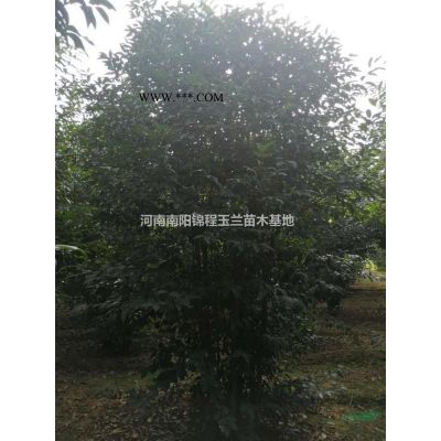 欒樹、南欒、北欒、黃山欒、叢生欒樹、北京欒
