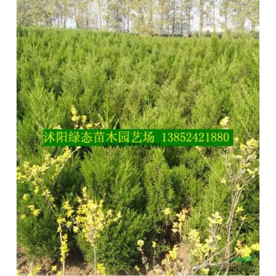 苗圃批發3公分紅葉李價格，紅葉李價格1元，規格全