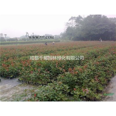 供應(yīng)欒樹批 搖錢樹 熟貨 欒樹價格 2-3年冒 貴州湖北低價