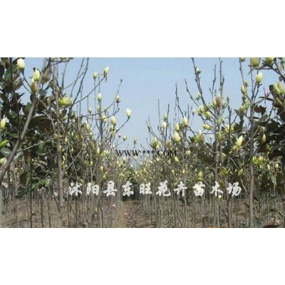 欒樹、北海道黃楊
