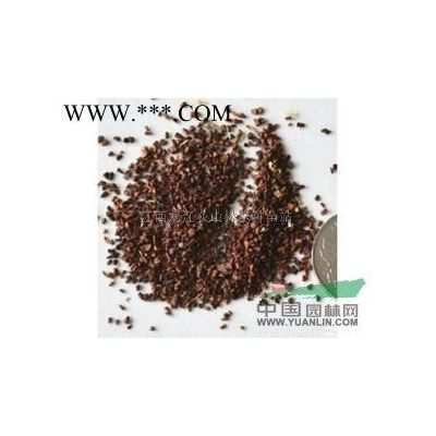 江西櫸樹(shù)種子供應(yīng)/江西櫸樹(shù)種子價(jià)格