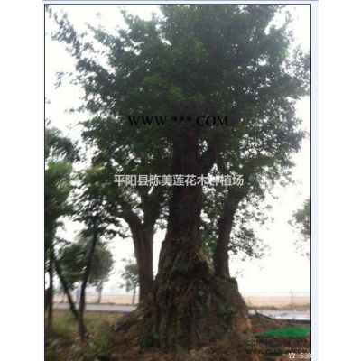 溫州地區大量出售榕樹、青岡礫、香樟、樸樹、榆樹