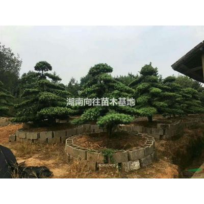 大小規格紅楓基地