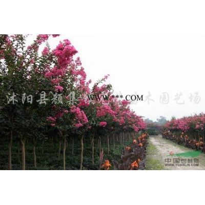 江蘇大葉女貞，紫薇，丁香，西府海棠，木槿新價(jià)格