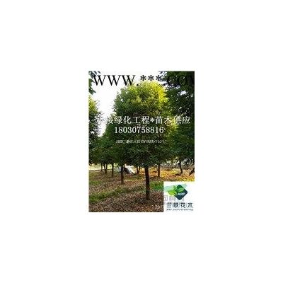 彩葉樹種 各品種紅楓  成都大量出售 貨美價(jià)優(yōu)