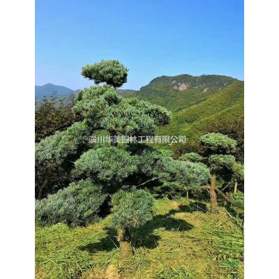 地接紅楓樹報價，夏季紅楓規格售價，專業供應紅楓苗木