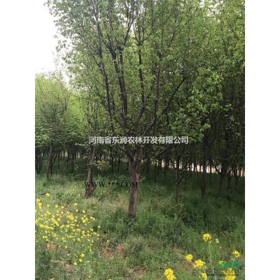 6公分美國紅楓，紅楓小苗，流蘇樹小苗，