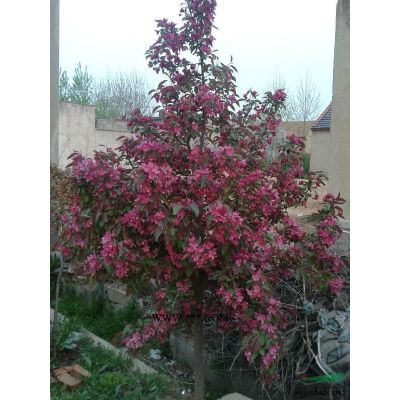 供應各種規(guī)格紅楓 美國紅楓秋火焰