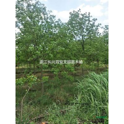 浙江長興長期供應12-15公分精品馬褂木上車價格圖片
