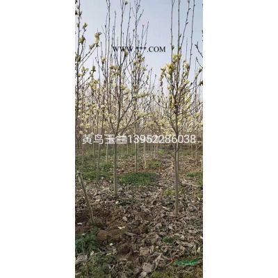 大量供應(yīng)美國(guó)紫薇杯苗（叢生4-10分支）