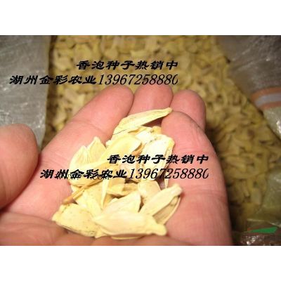 三季紅紅楓