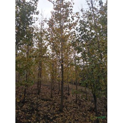 長期供應紅楓地徑：3~6cm,高度120~150cm