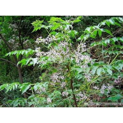 紫薇價(jià)格/高桿紫薇樹(shù)苗價(jià)格