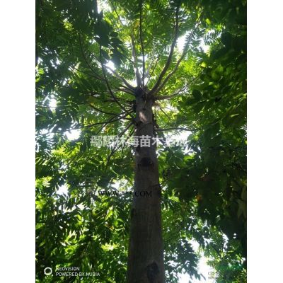河南欒樹黃山欒1--20公分