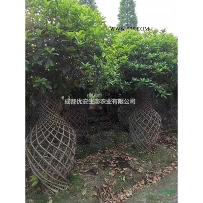成都叢生紅葉李價(jià)格低便宜3米4米