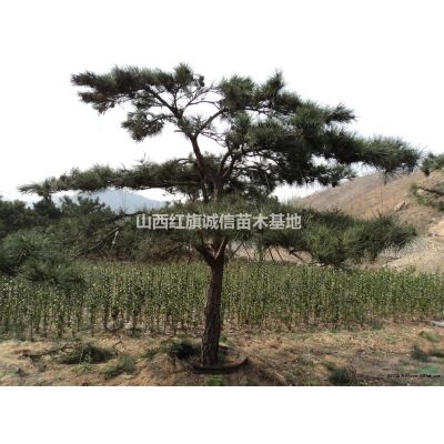 運城地區供應1-15欒樹，北欒樹苗、1-15欒樹、哪里有北欒、欒樹價格、山西欒樹