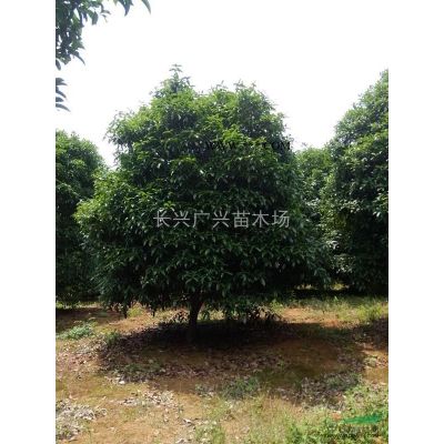 浙江長興精品黃山欒樹