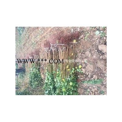 北欒樹3公分北欒-5公分北欒價(jià)格-5公分6公分8公分北欒