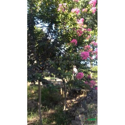 大規(guī)格欒樹供應(yīng)/廣西精品欒樹供應(yīng)