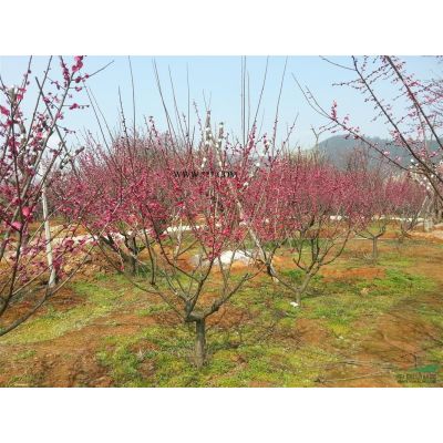 欒樹：欒樹價格欒樹生產基地供應10-15公分精品欒樹行情好