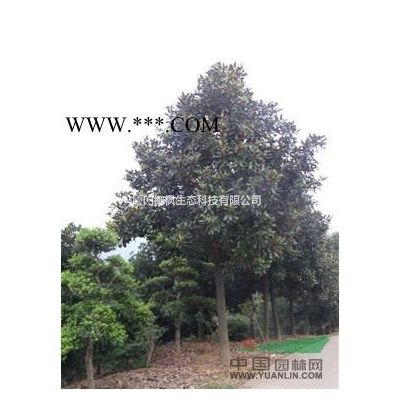 供應無患子、白玉蘭、合歡、紫薇、三角楓、杜英、榔榆、梓樹