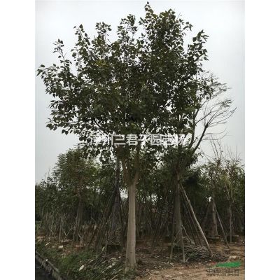 福建櫻花