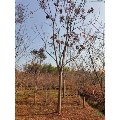 供應12公分櫻花