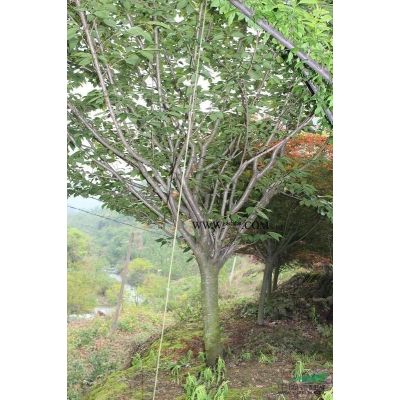 櫻花小苗供應/櫻花小苗圖片