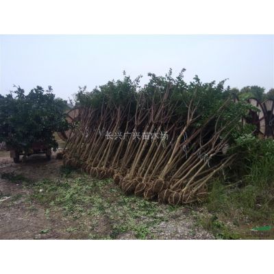 浙江長(zhǎng)興櫻花