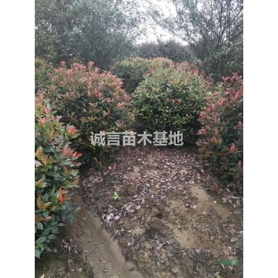 常州苗圃供應(yīng)垂絲海棠，紫薇，欒樹